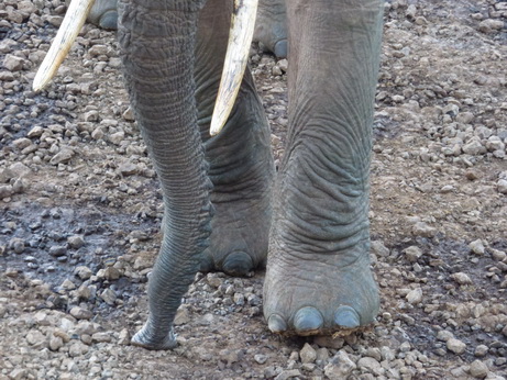   The Ark  in Kenia Aberdare National Park The Ark  in Kenia Aberdare National Park Tembo Elefant  SaltlickThe Ark  in Kenia Aberdare National Park The Ark  in Kenia Aberdare National Park Tembo Elefant 