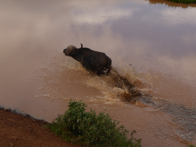 Buffalo  The Ark  in Kenia Aberdare National Park