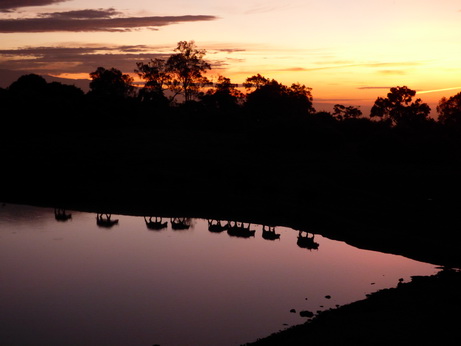 The Ark  in Kenia Aberdare National Park  Buffalo-Sundowner 