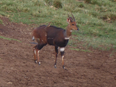 Bushbock 