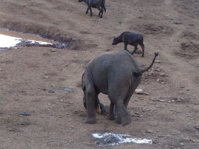 The Ark  in Kenia Aberdare National Park tembo Elefant 