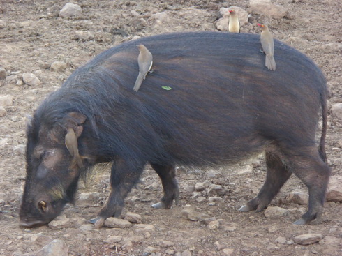 The Ark  in Kenia Aberdare National Park Bushpigs