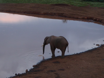 The Ark  in Kenia Aberdare National Park tembo Elefant 