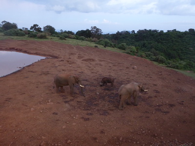 The Ark  in Kenia Aberdare National Park tembo Elefant 