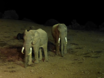 The Ark  in Kenia Aberdare National Park tembo Elefant 