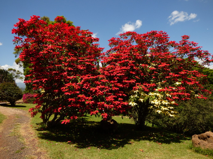 Aberdare Country Club 