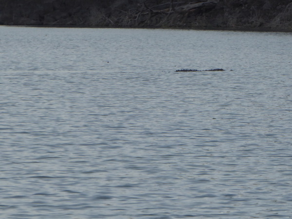  Kenia  Lake Baringo Island Camp  Big Croc