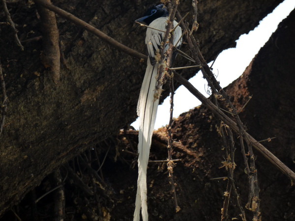 Paradiseflycater paradise flycatcher Paradiesschnäpper