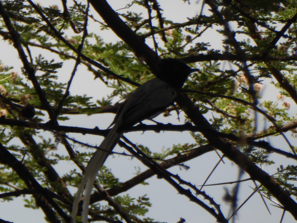  Paradiseflycater paradise flycatcher Paradiesschnäpper