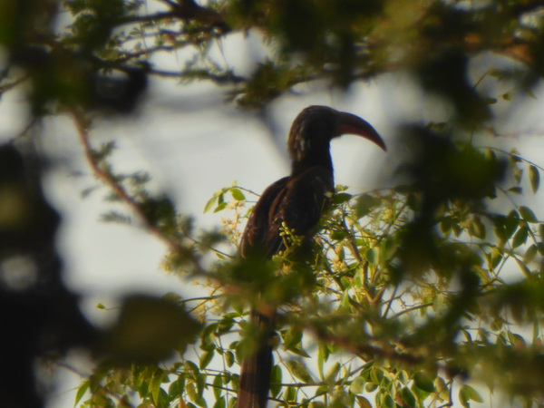  Kenia  Lake Baringo Island Camp Toko Graulärmvogel Hornbill   Paradiseflycater paradise flycatcher Paradiesschnäpper toko