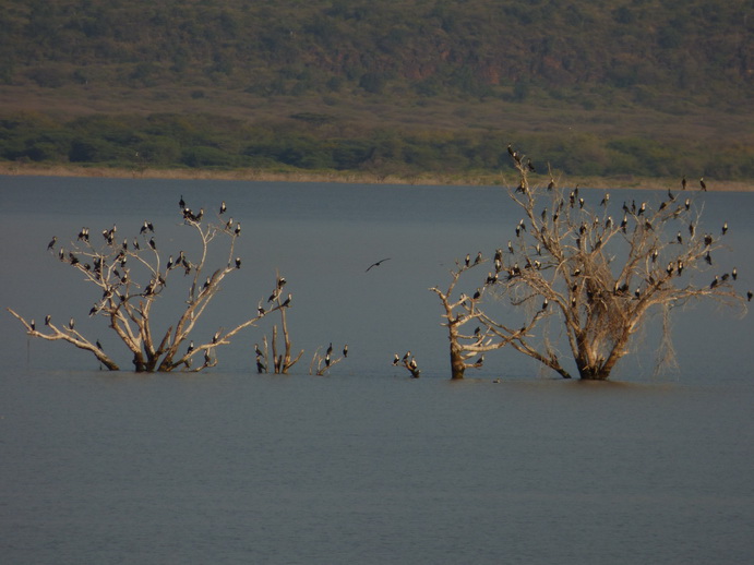  Kenia  Lake Baringo Island Camp 