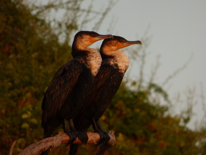  Kenia  Lake Baringo Island Camp Sunrise 2 Cormorans