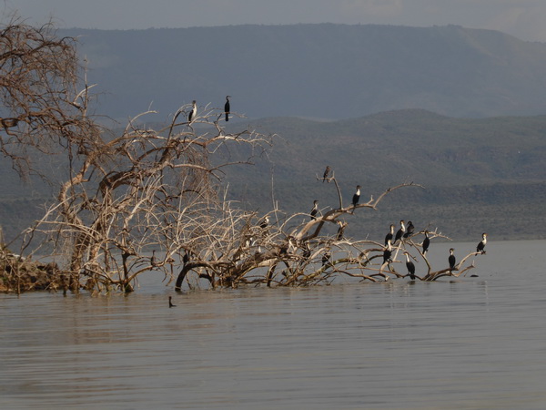  Kenia  Lake Baringo Island Camp