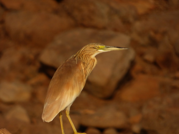  Kenia  Lake Baringo Eisvogel