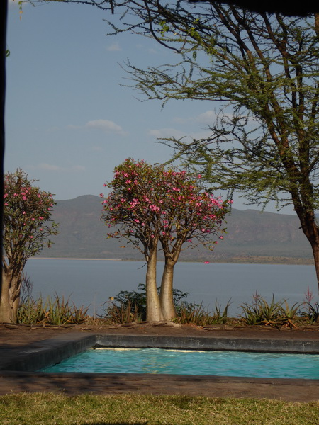  Kenia  Lake Baringo Island Camp Pool