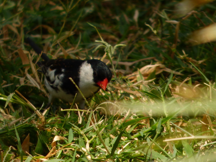  Kenia  Lake Baringo Island Camp Poolbird