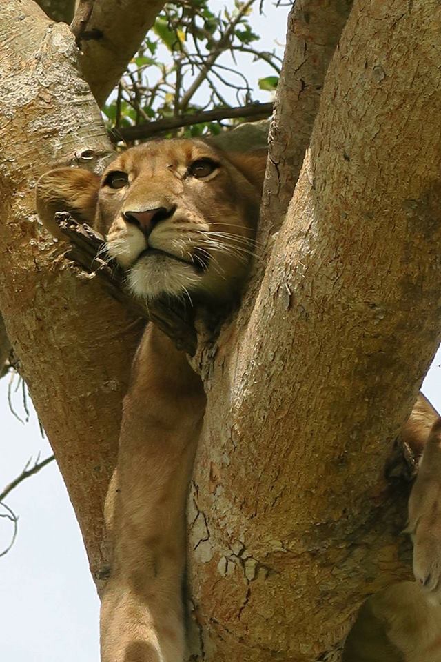 treeklion