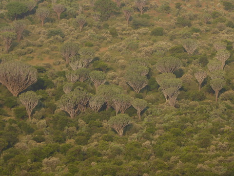 escarpment 