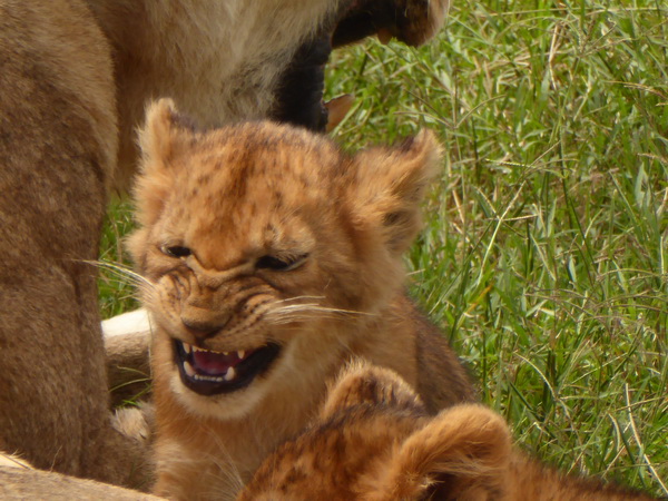   Masai Mara  Simba Löwe Löwen Löwin LöwenjungeMasai Mara  Simba Löwe Löwen Löwin Löwenjunge