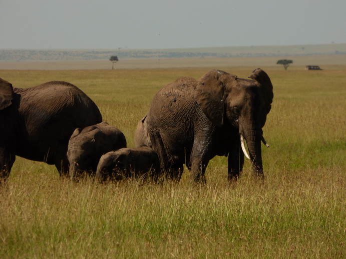   Masai Mara  Tembo Kidogo kleiner ElefantMasai Mara  Tembo Kidogo kleiner Elefant