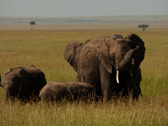   Masai Mara  Tembo Kidogo kleiner ElefantMasai Mara  Tembo Kidogo kleiner Elefant