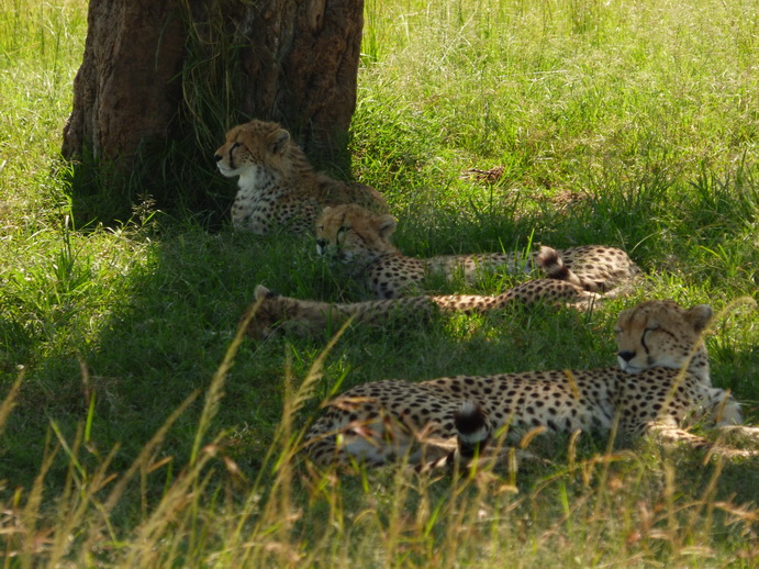   Masai Mara  cheetah Gepard Masai Mara  cheetah Gepard 