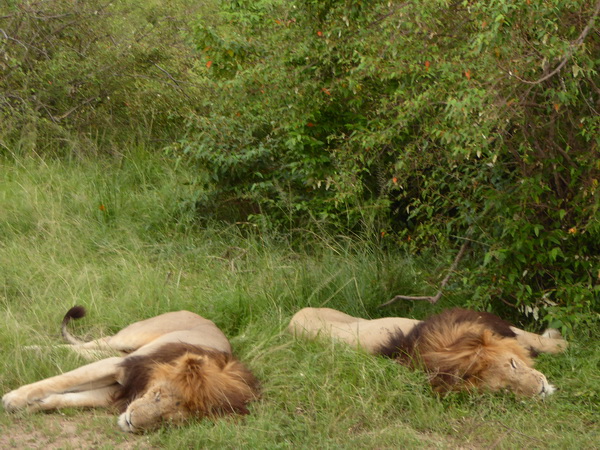   Masai Mara  Simba Löwe Löwen Löwin LöwenjungeMasai Mara  Simba Löwe Löwen Löwin Löwenjunge