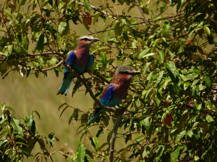   Masai Mara  lilac Breasted RollerMasai Mara  lilac Breasted Roller 