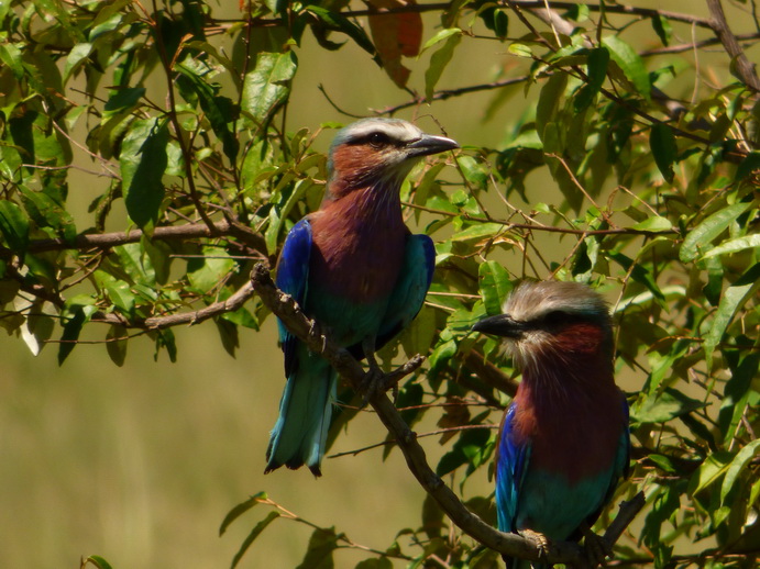   Masai Mara  lilac Breasted RollerMasai Mara  lilac Breasted Roller 