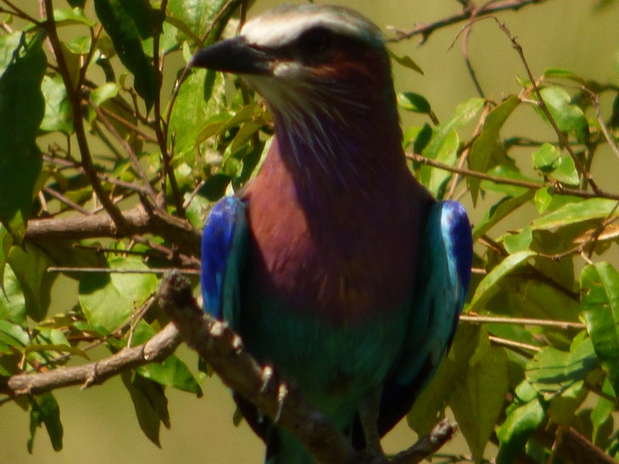   Masai Mara  lilac Breasted RollerMasai Mara  lilac Breasted Roller 