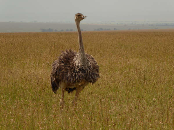   Masai Mara  Buni Ostrich Vogel StraussMasai Mara  Buni Ostrich Vogel Strauss