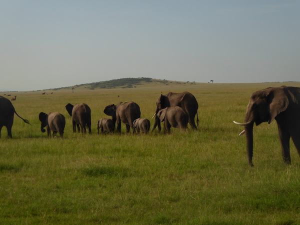 Masai Mara  Tembo Kidogo kleiner Elefant