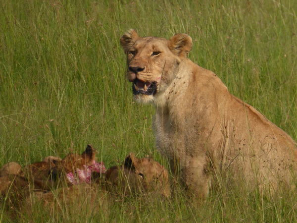 Masai Mara  Simba Löwe Löwen Löwin Löwenjunge