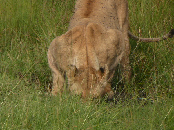 Masai Mara  Simba Löwe Löwen Löwin Löwenjunge