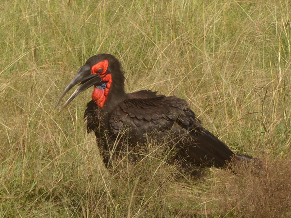 grounded Hornbill