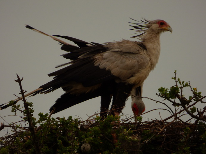 Masai Mara  Sekretär Vogel 