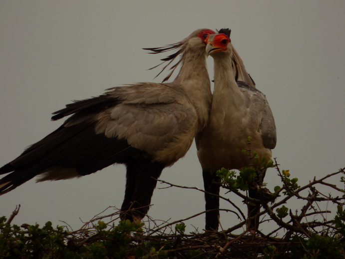 Masai Mara  Sekretär Vogel 