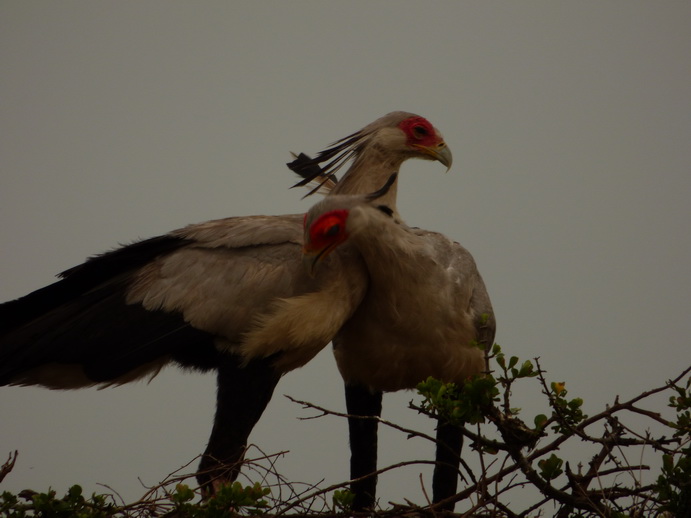 Masai Mara  Sekretär Vogel 