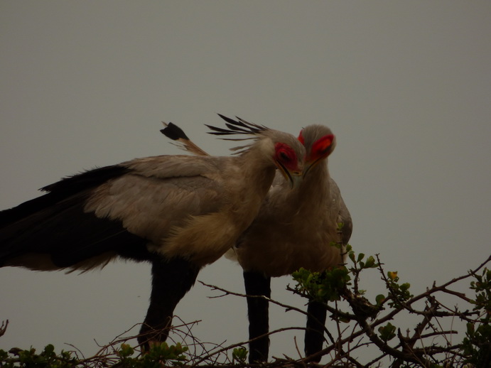 Masai Mara  Sekretär Vogel 