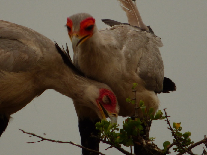 Masai Mara  Sekretär Vogel 