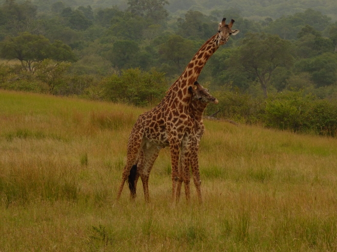 Masai Mara   Masai Mara  Twigga Giraffe 