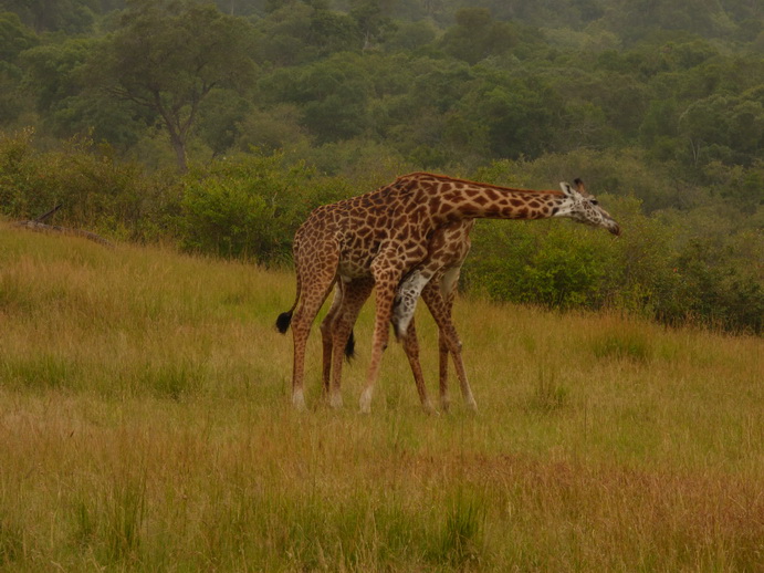 Masai Mara   Masai Mara  Twigga Giraffe 