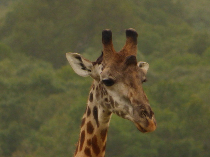 Masai Mara   Masai Mara  Twigga Giraffe 