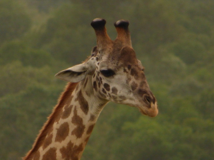 Masai Mara   Masai Mara  Twigga Giraffe 