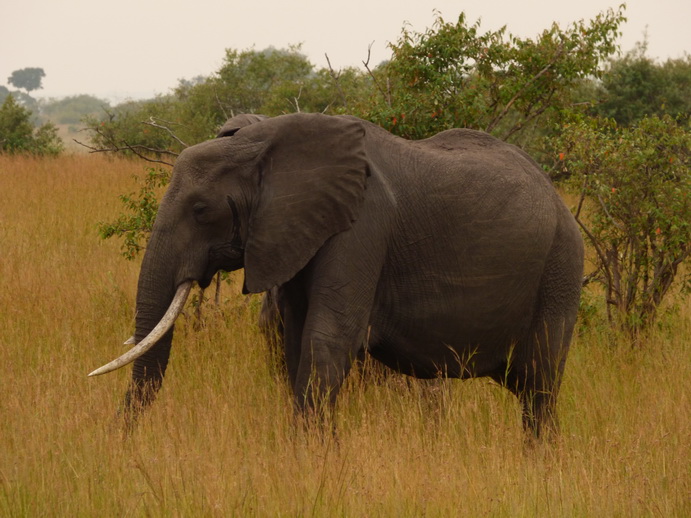 Masai Mara  Tembo Kidogo kleiner Elefant