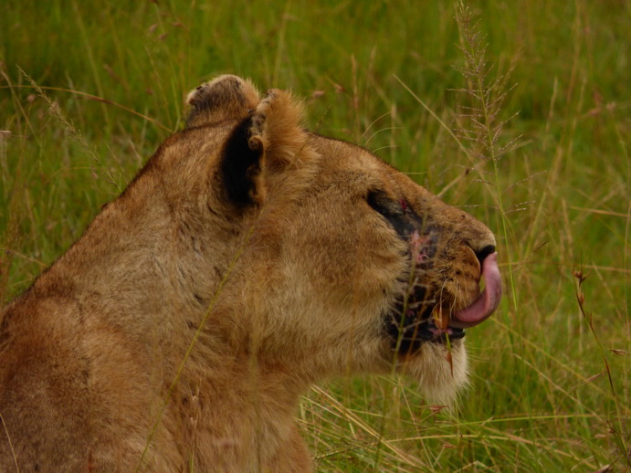 simbamama,lioness