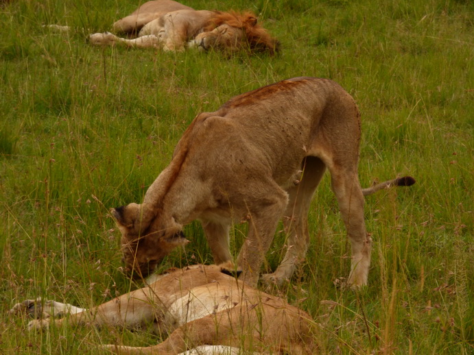 simbamama,lioness