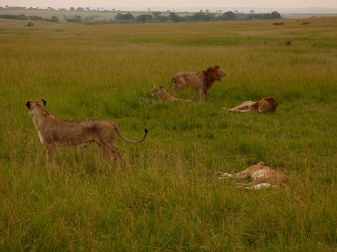 simbamama,lioness