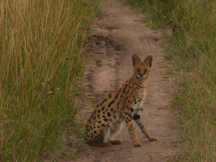   Masai Mara  Serval  Serval  Masai Mara   Serval cat