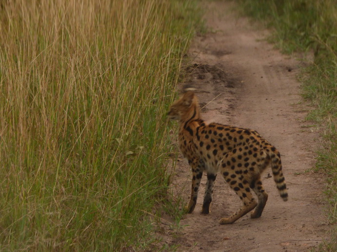   Masai Mara  Serval  Serval  Masai Mara   Serval cat